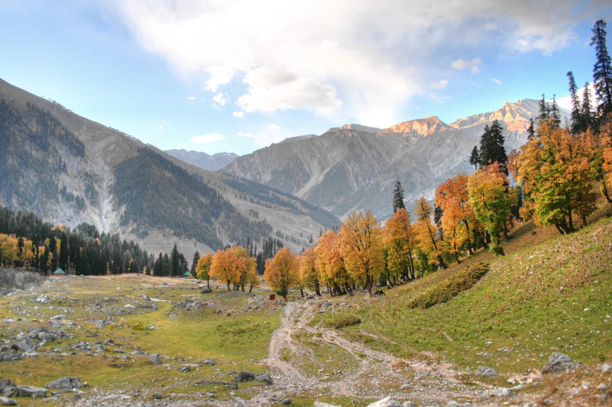 Golden autumn trees beneath mountain peaks in Sonamarg in October